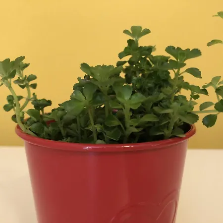 Elly Отель Поморие