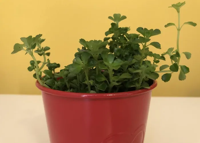 Elly Hotel Gmina Pomorie